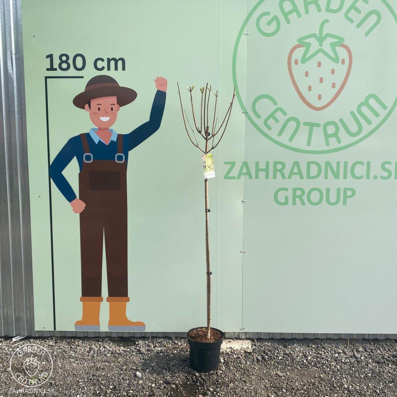 Obrázok Hortenzia metlinatá (Hydrangea paniculata) ´VANILLE FRAISE´® - výška 160-170 cm, kont. C5L - NA KMIENKU